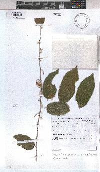 Grewia flavescens image
