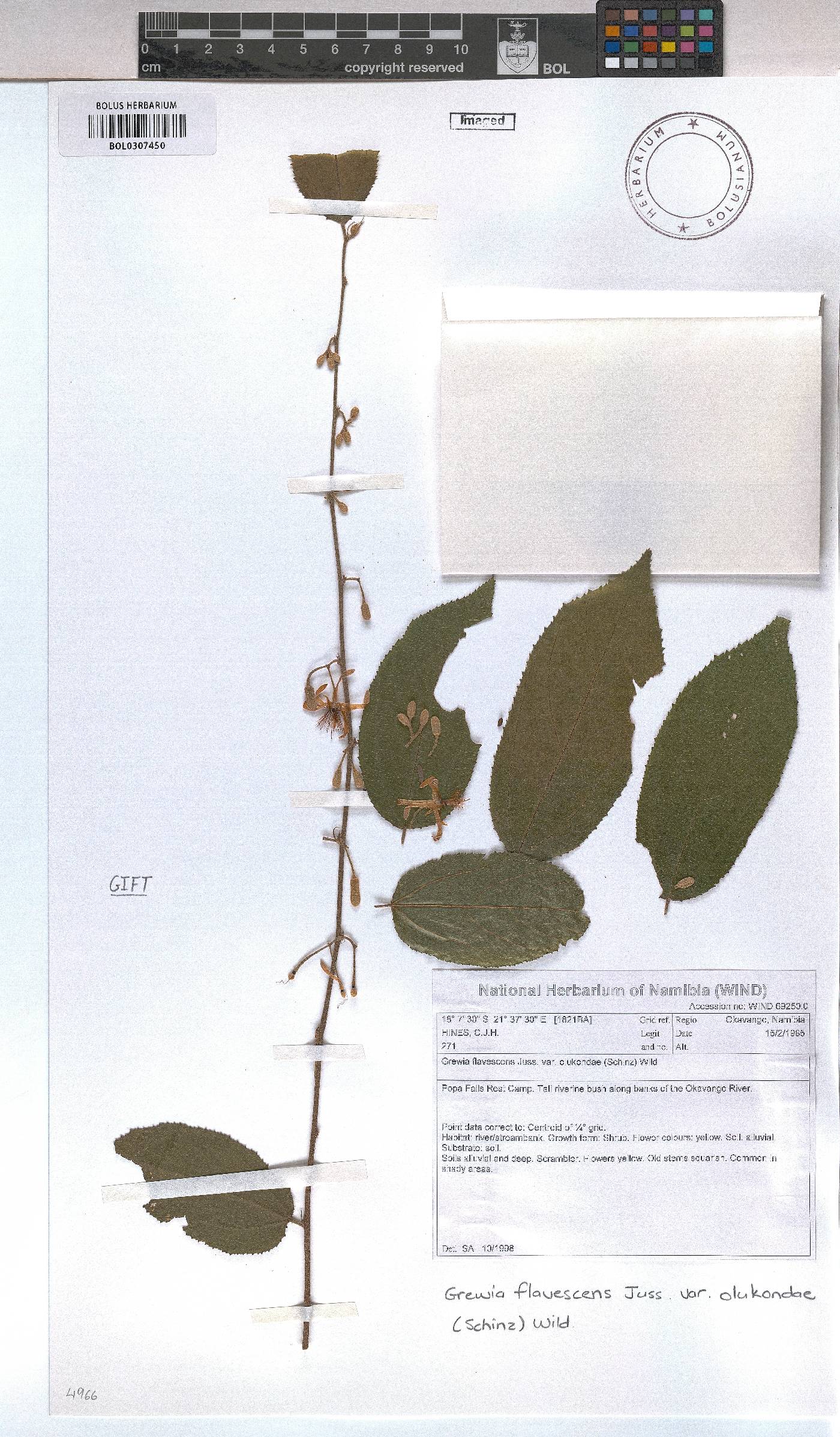 Grewia flavescens var. olukondae image