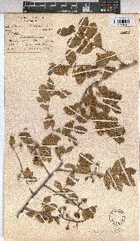 Grewia flavescens image