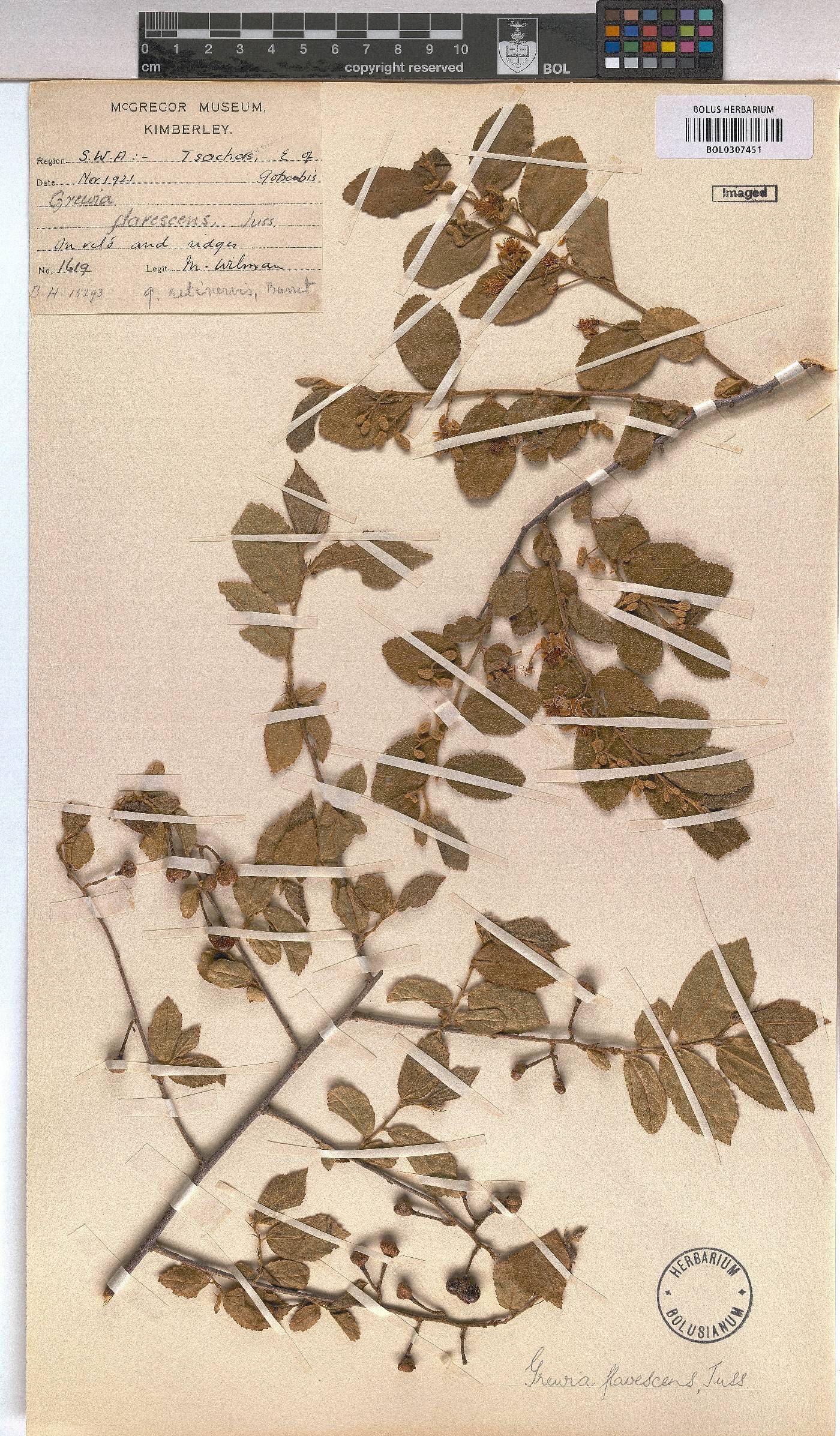 Grewia flavescens image