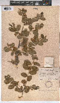 Grewia flavescens image