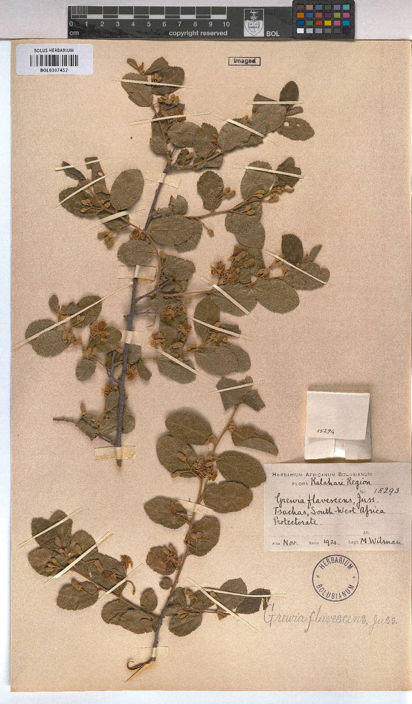 Grewia flavescens image