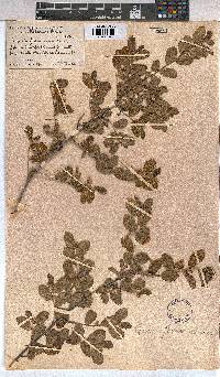 Grewia flavescens image