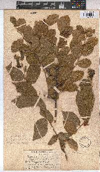 Grewia flavescens image