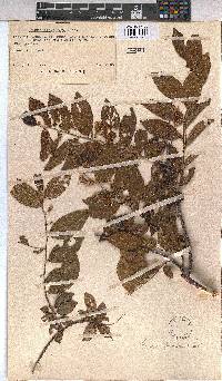 Grewia flavescens image