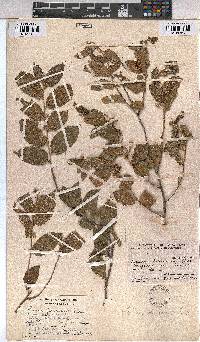 Grewia flavescens image