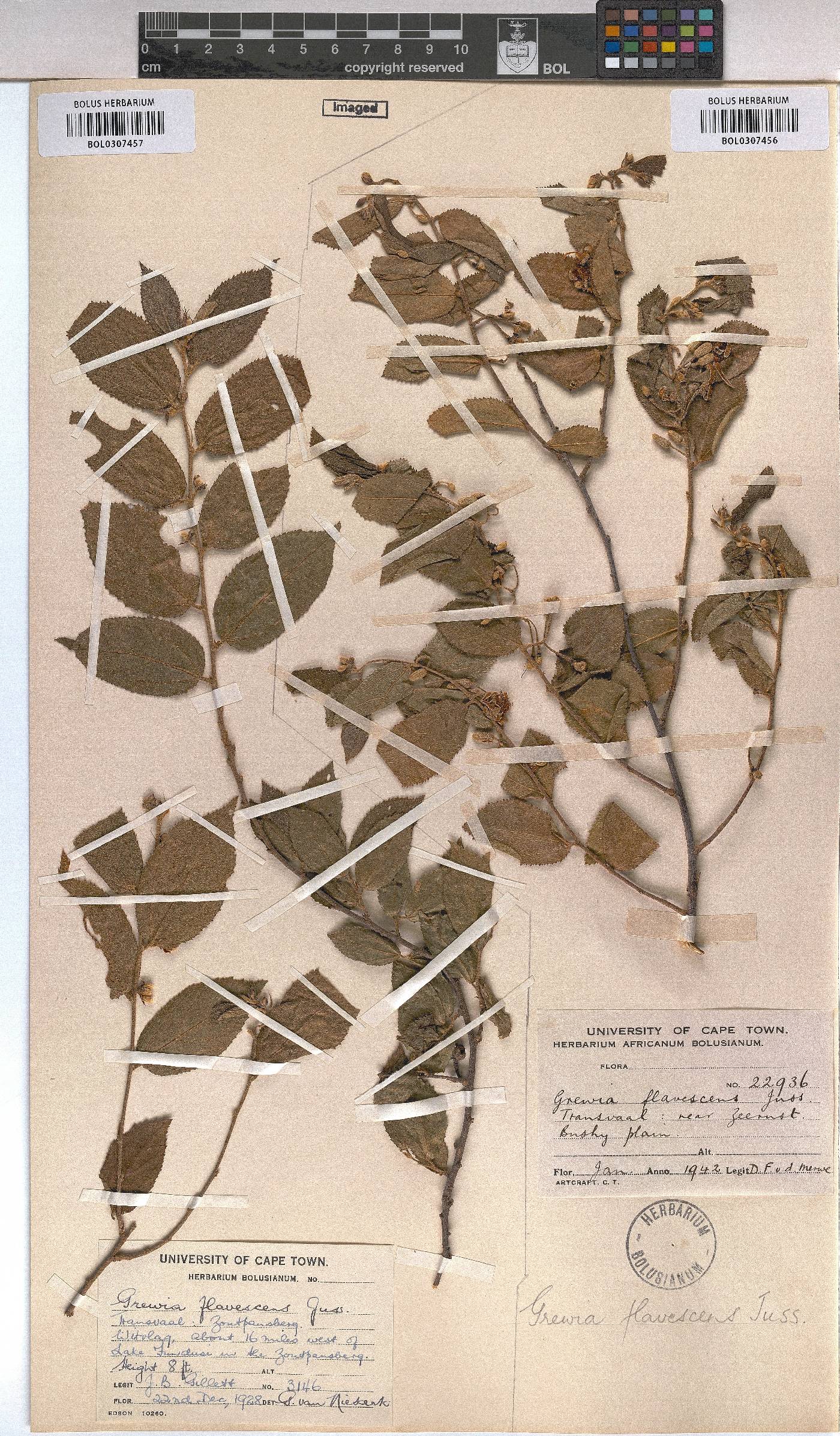 Grewia flavescens image