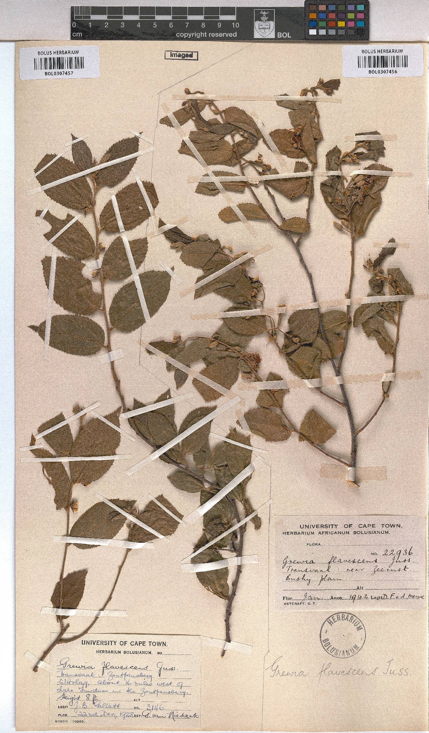 Grewia flavescens image