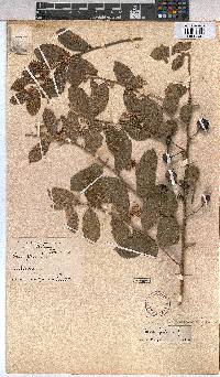 Grewia flavescens image