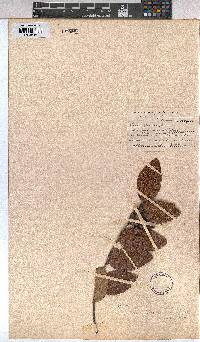 Grewia flavescens image
