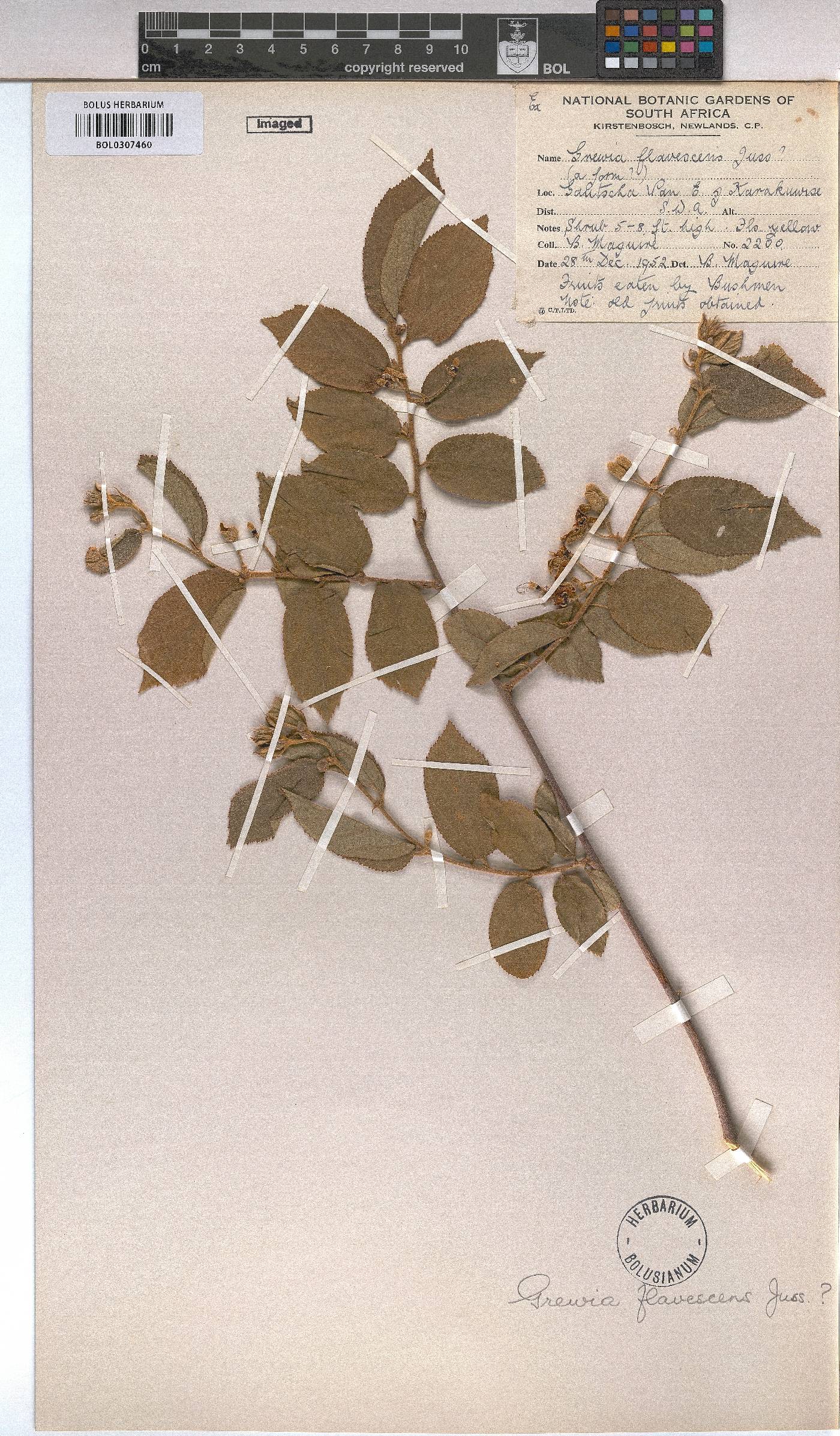 Grewia image