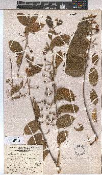 Grewia flavescens image