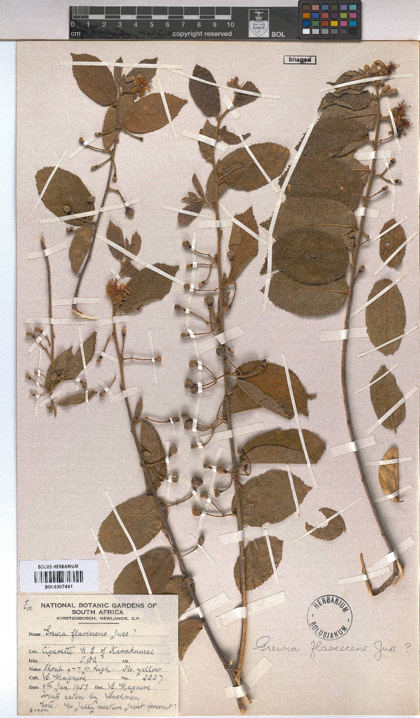 Grewia flavescens image