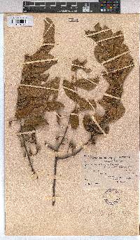 Grewia flavescens image