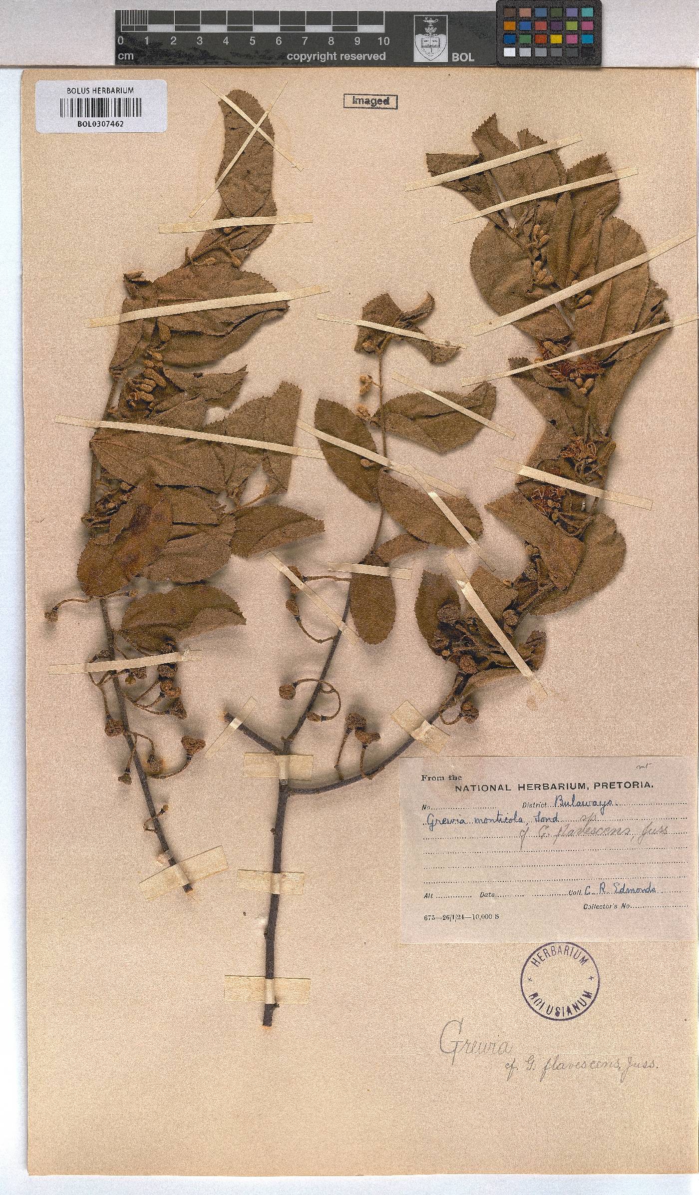 Grewia flavescens image