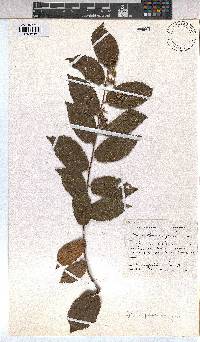 Grewia flavescens image
