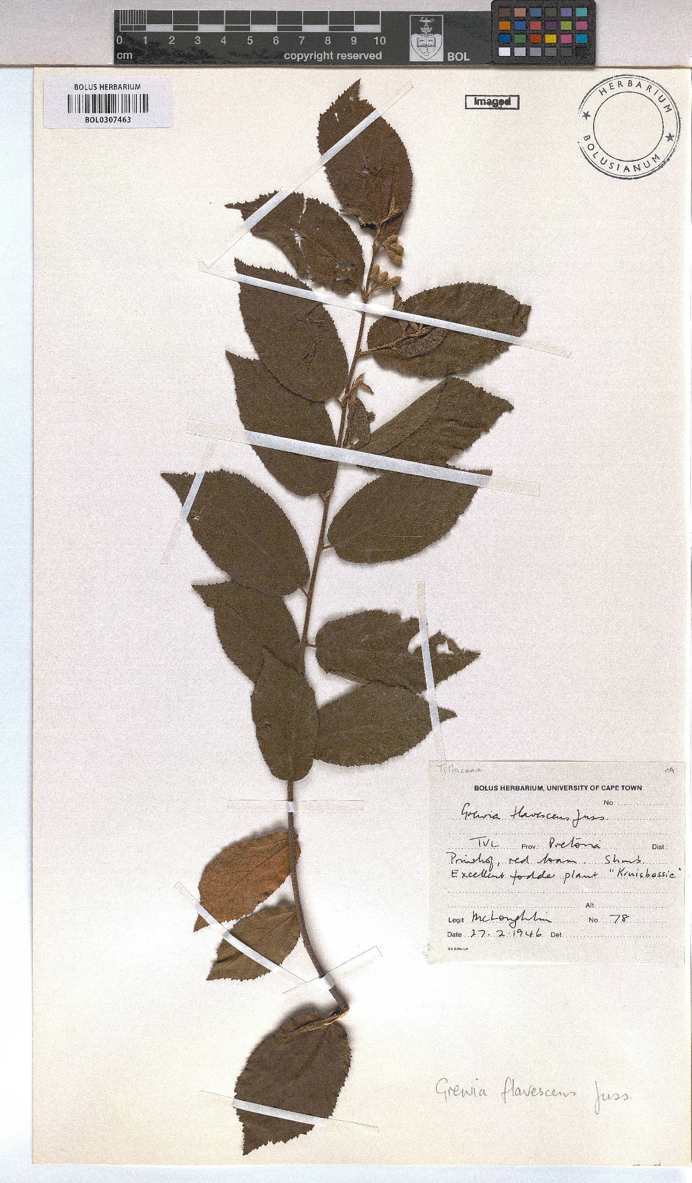 Grewia flavescens image
