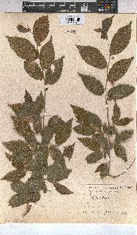 Grewia retinervis image