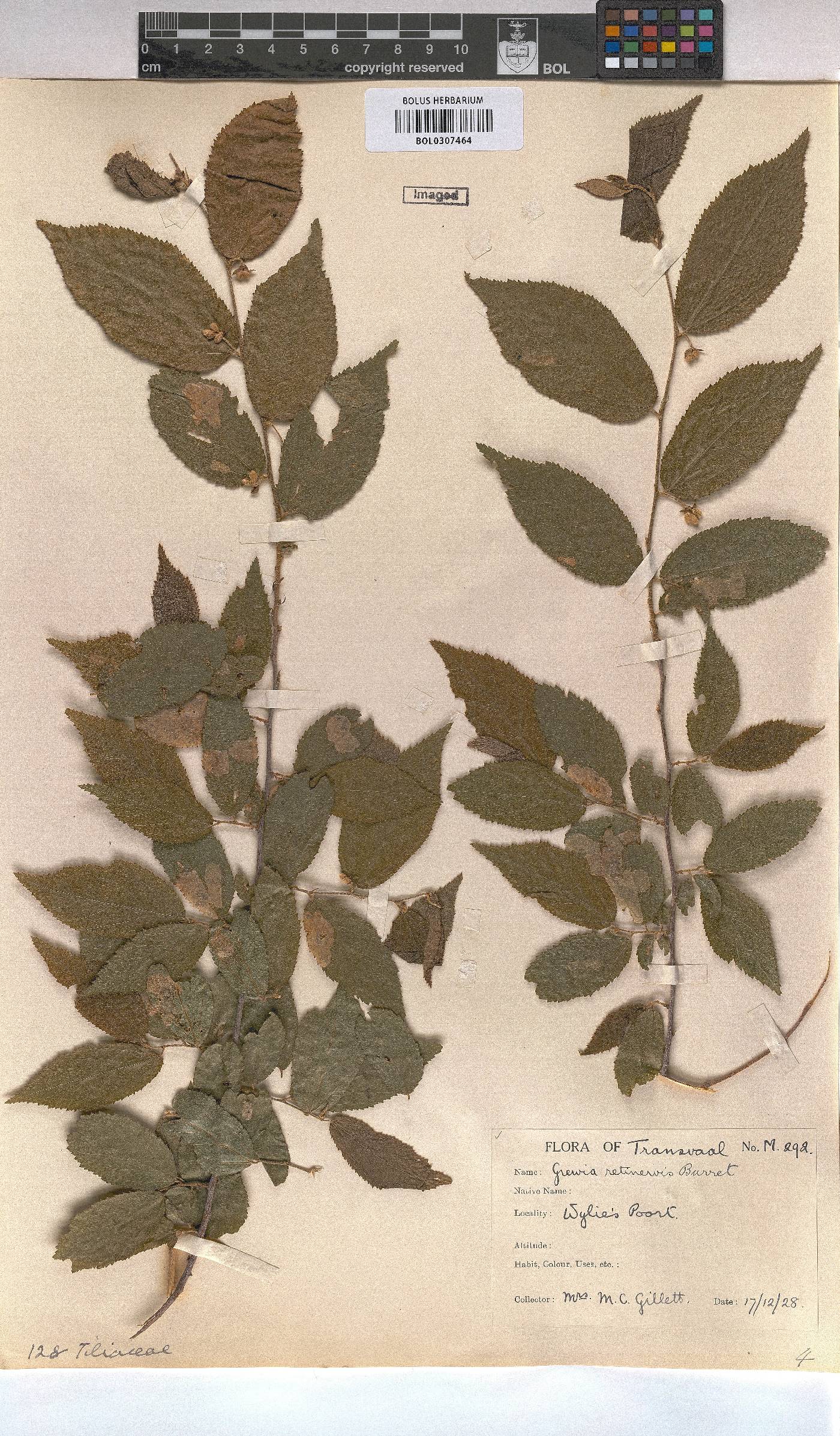 Grewia retinervis image