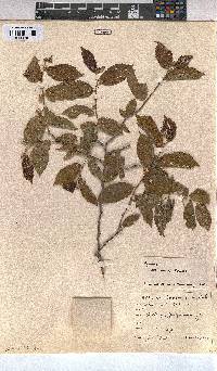 Grewia retinervis image