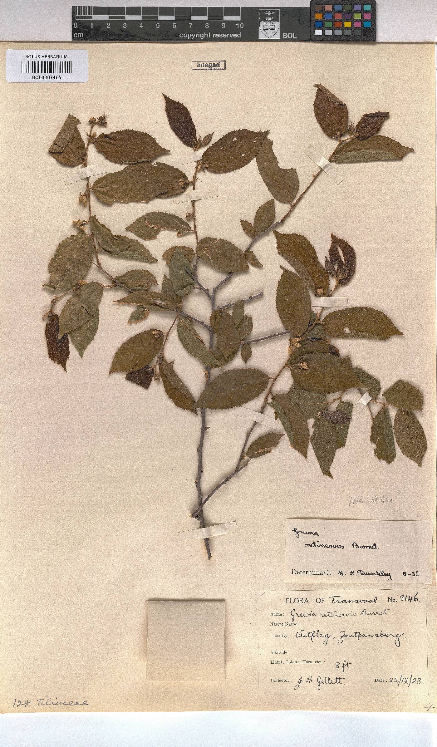 Grewia retinervis image