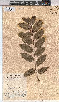 Grewia retinervis image