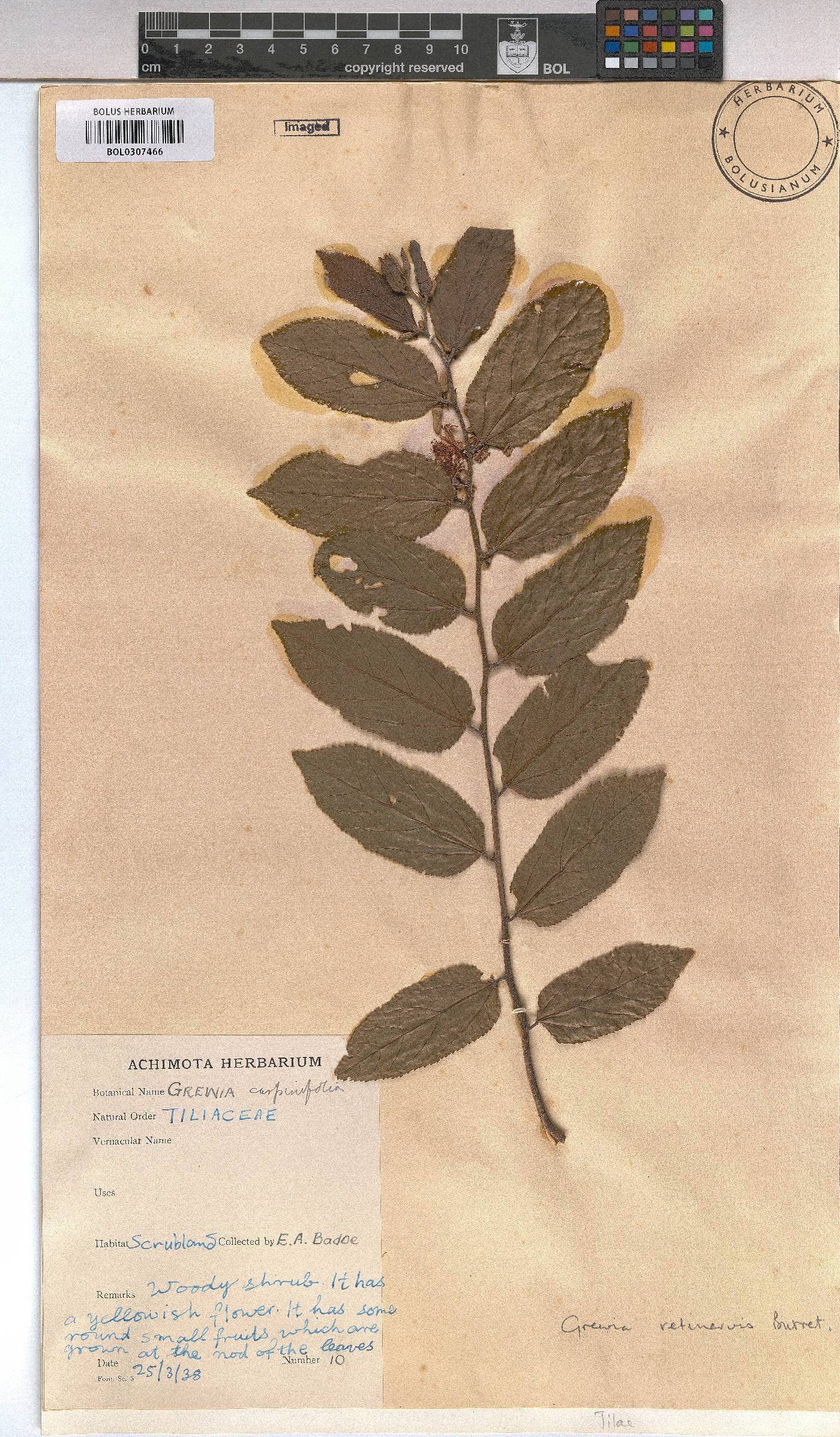 Grewia retinervis image