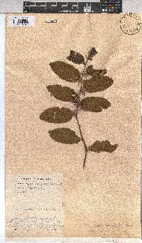 Grewia retinervis image