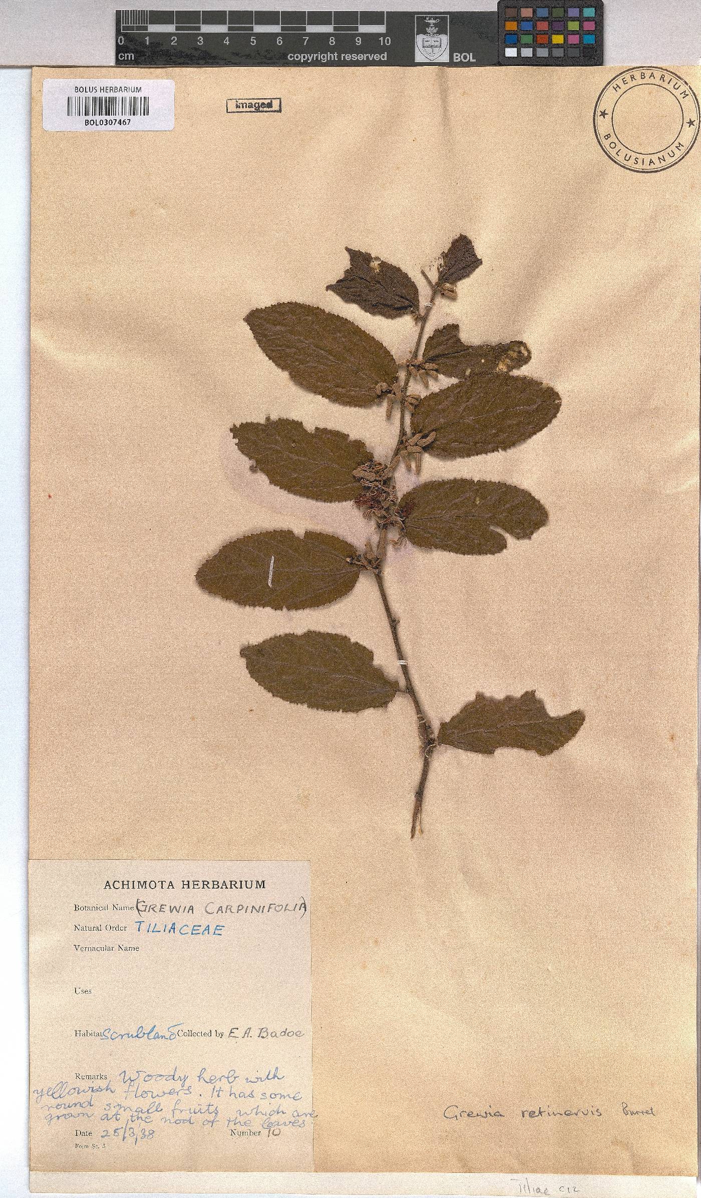 Grewia retinervis image