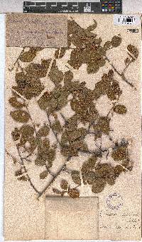 Grewia retinervis image