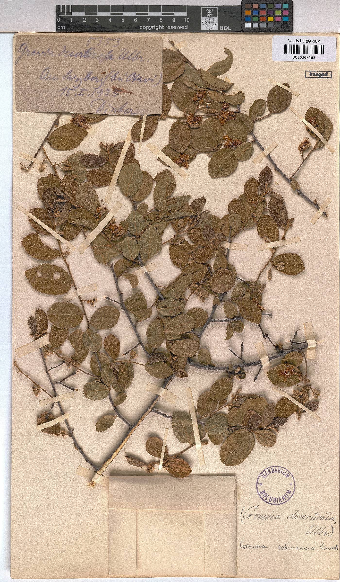 Grewia retinervis image