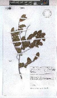 Grewia retinervis image