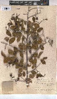 Grewia retinervis image