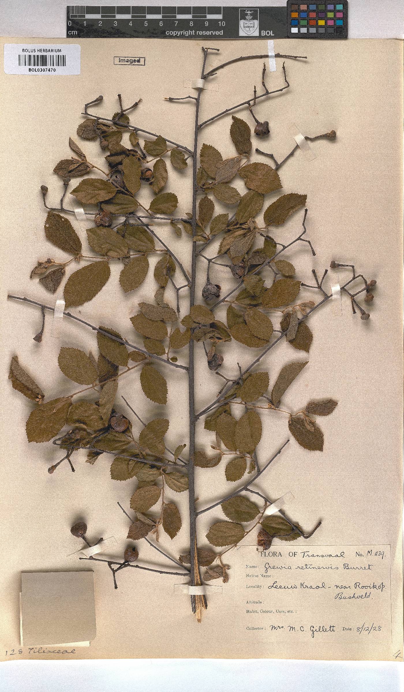 Grewia retinervis image