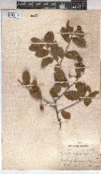 Grewia afra image