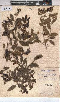 Grewia afra image