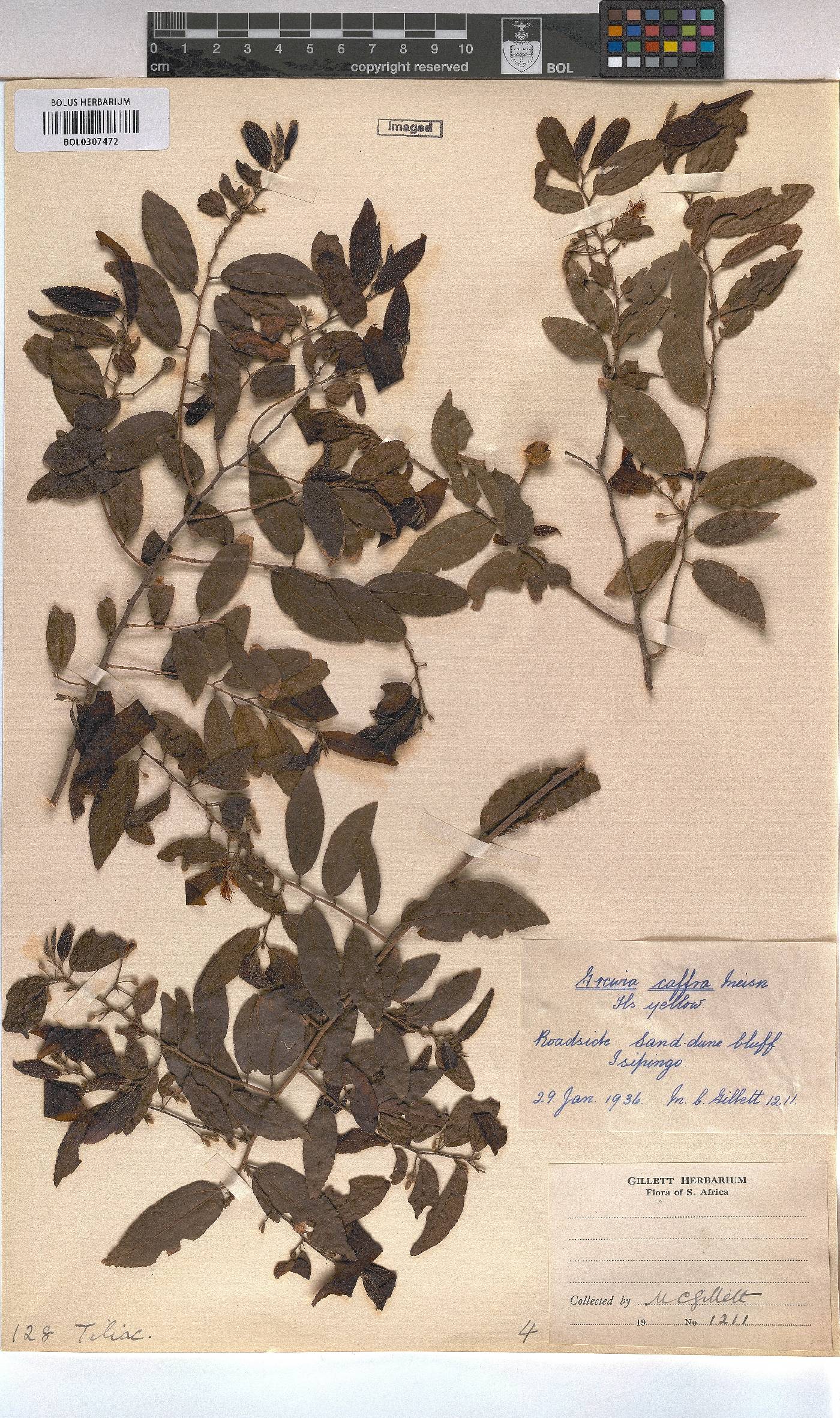 Grewia afra image