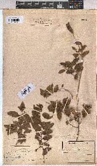 Grewia afra image