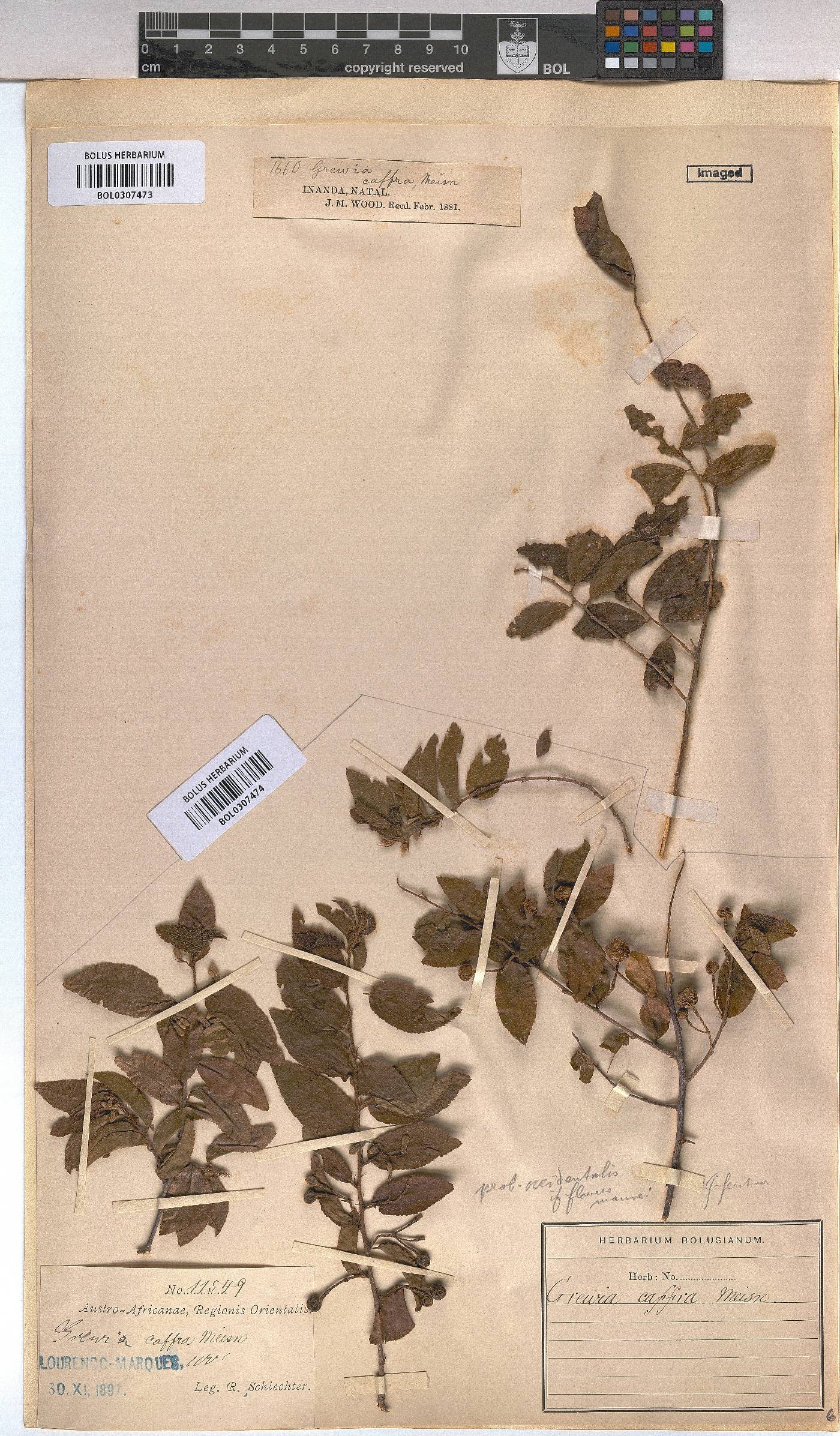 Grewia afra image