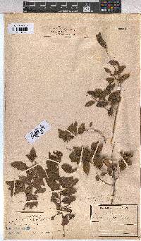 Grewia afra image