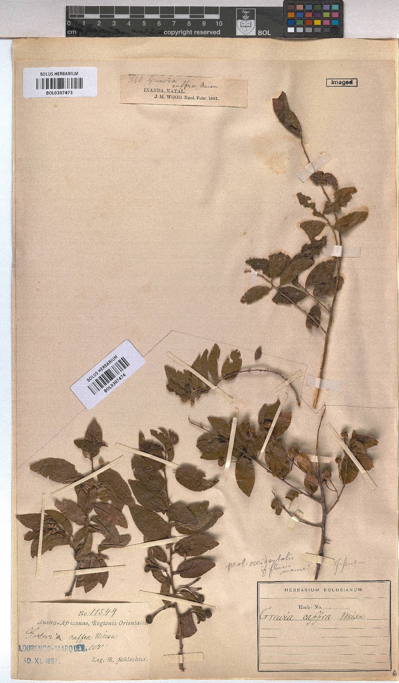 Grewia afra image