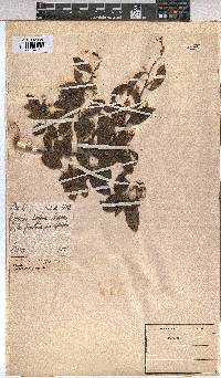 Grewia afra image