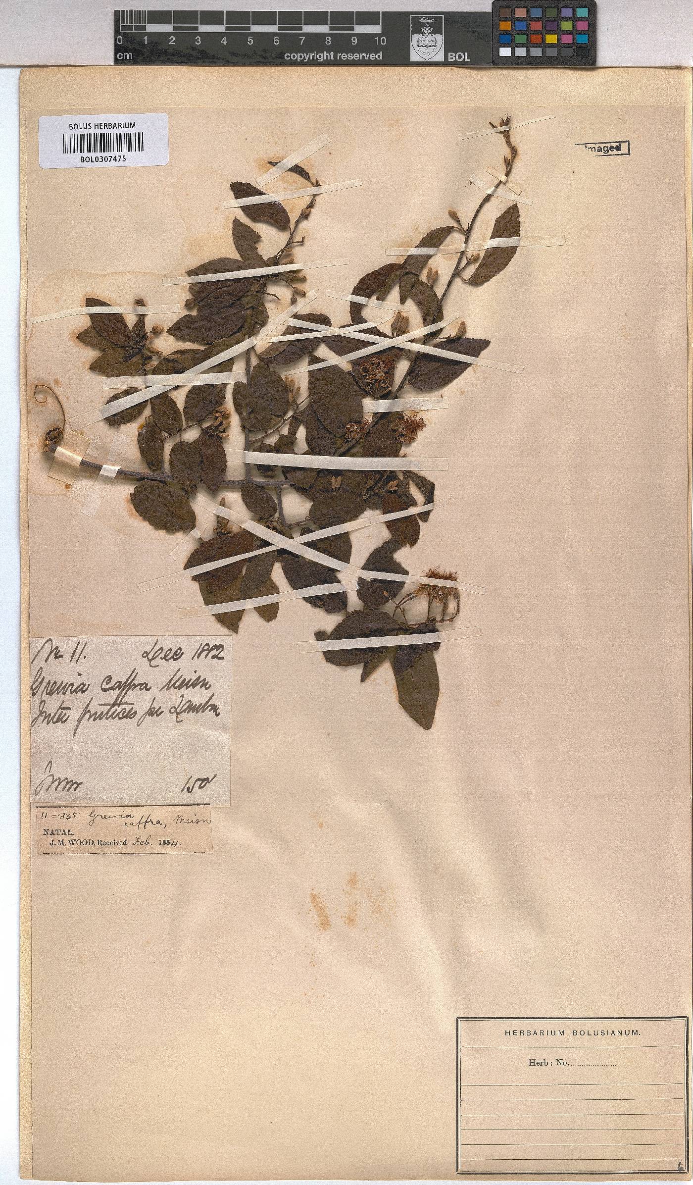 Grewia afra image