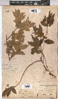 Grewia afra image