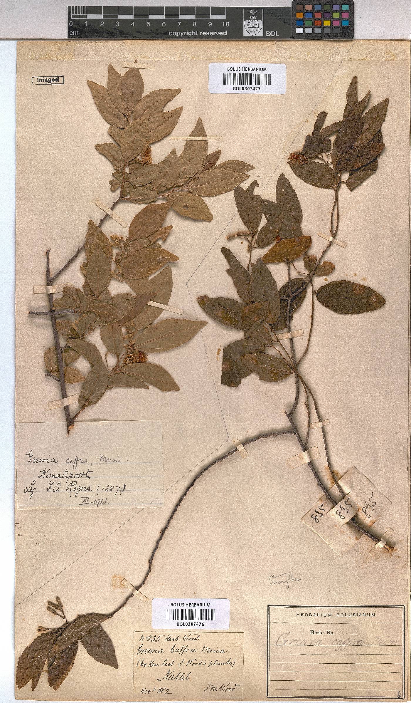 Grewia afra image