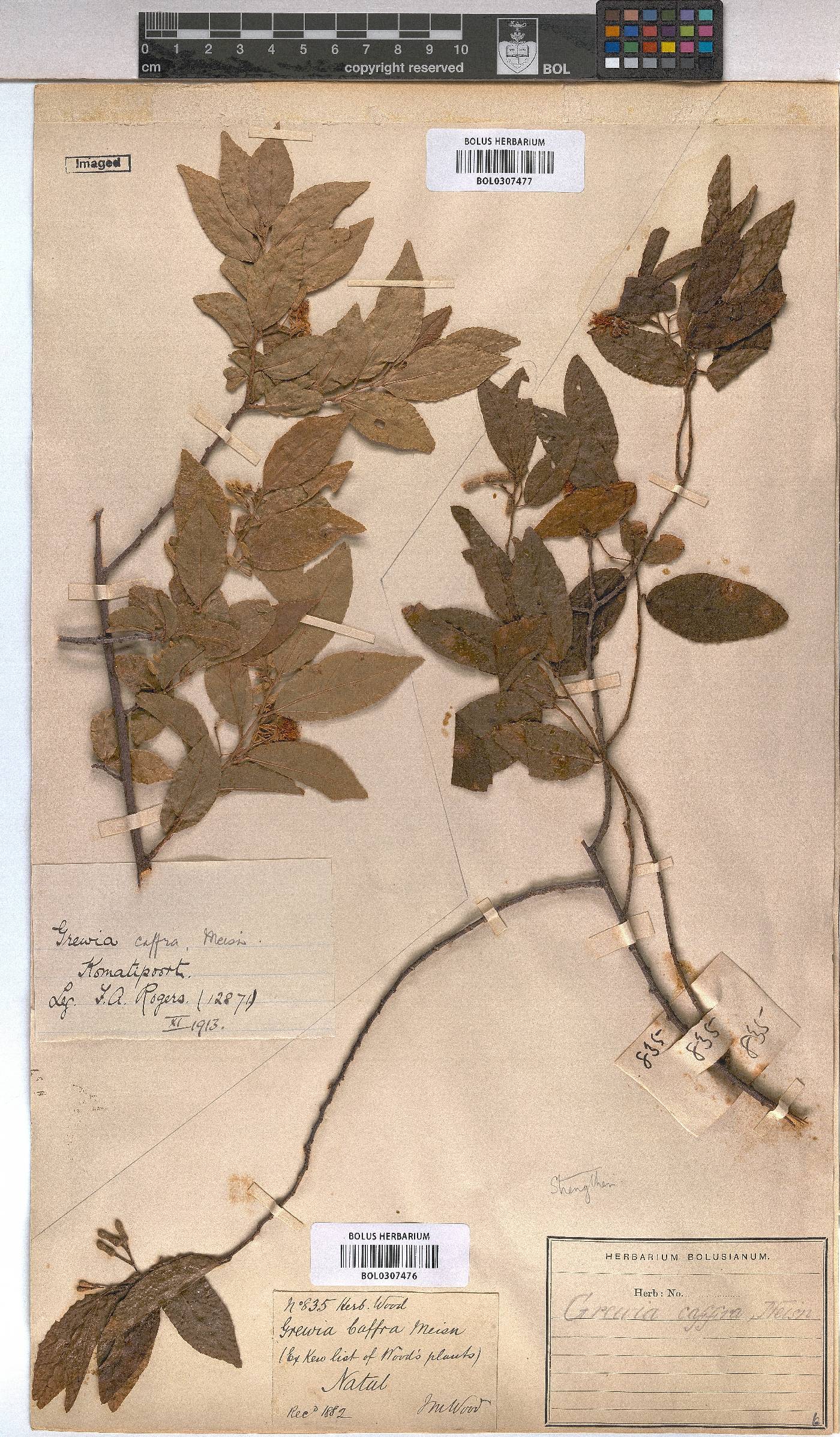 Grewia afra image