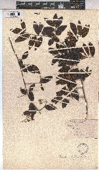 Grewia afra image