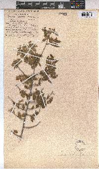Grewia afra image