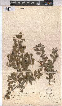Grewia afra image