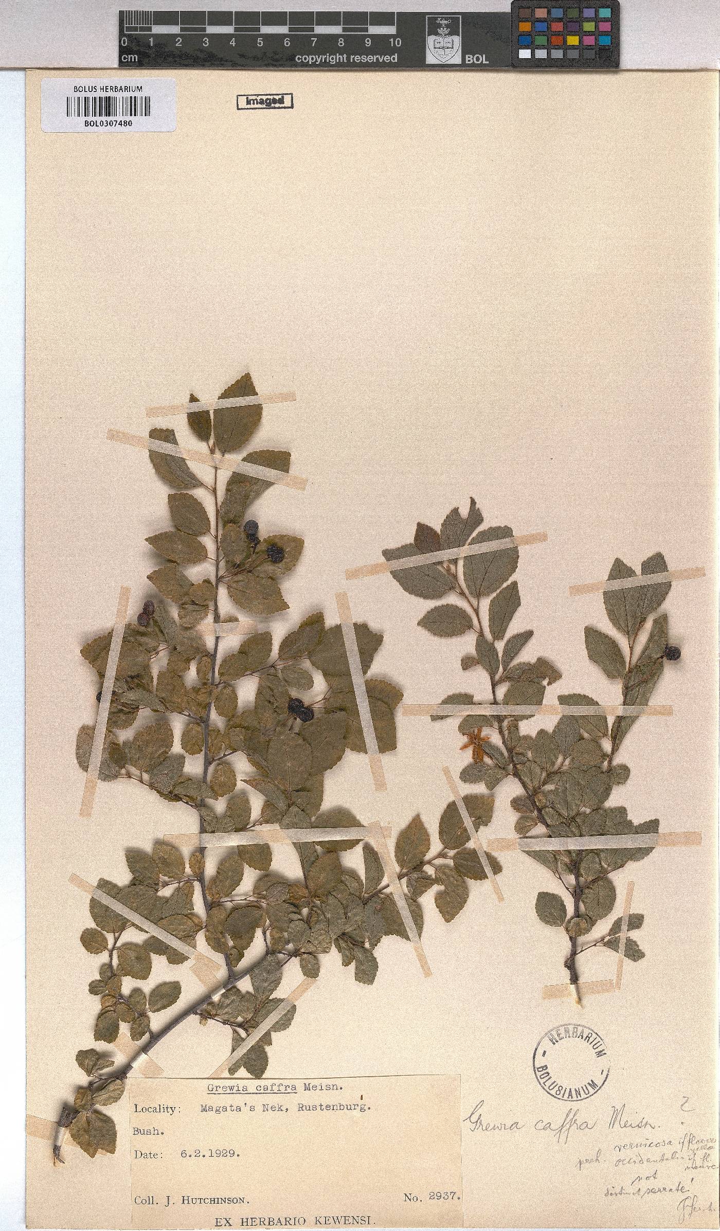 Grewia afra image